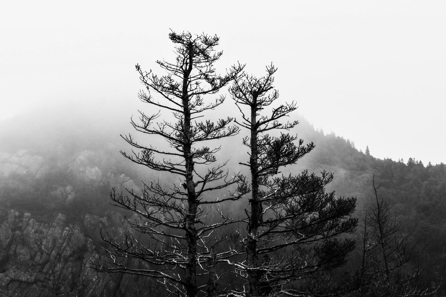 Canvas Framed "Foggy Quidi Vidi" B&W